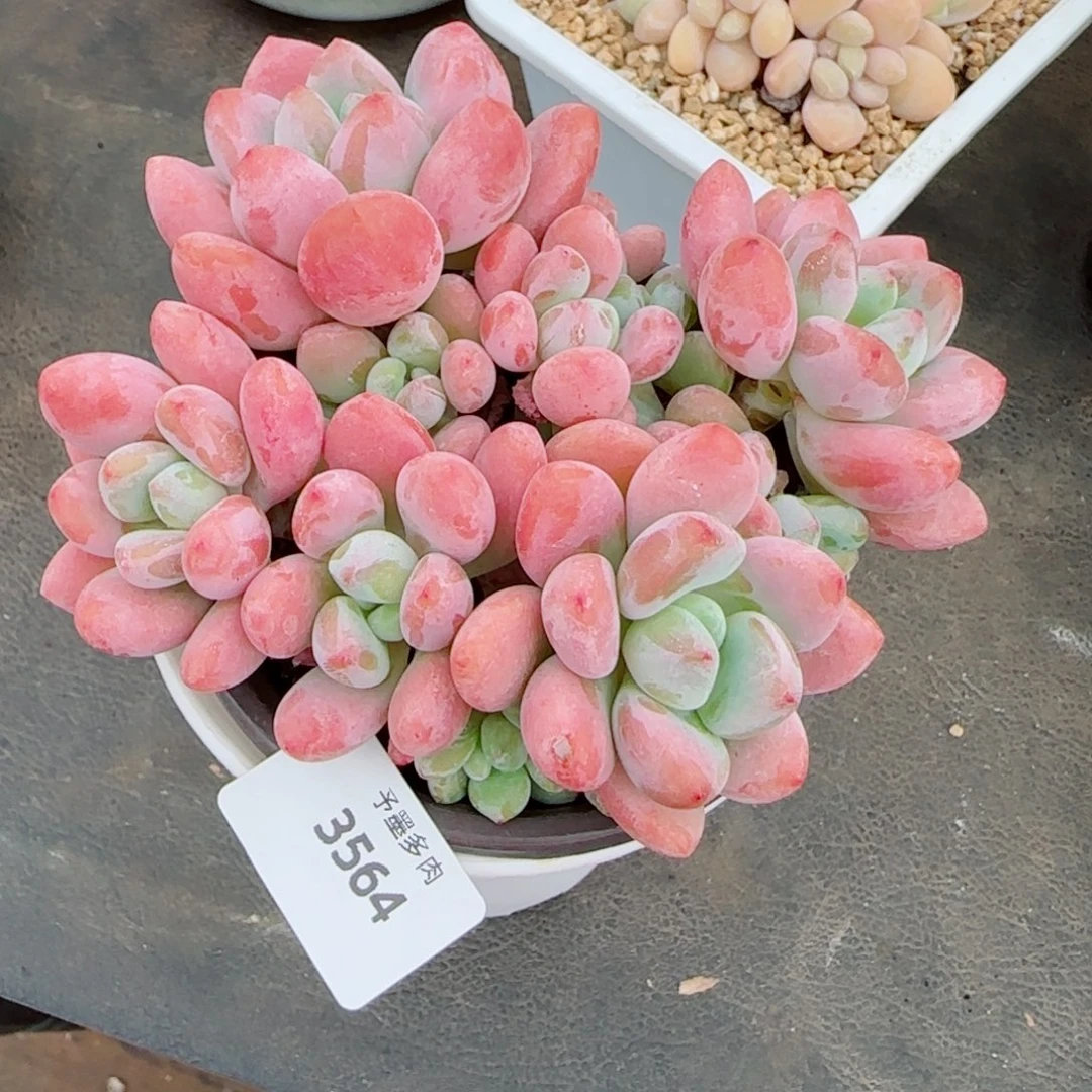 红洛神，3564多肉植物