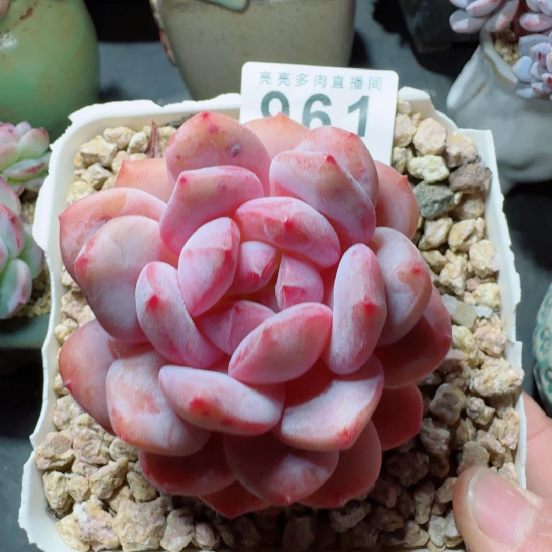 星影老桩      愿你一路坦途，乘风破浪展宏图