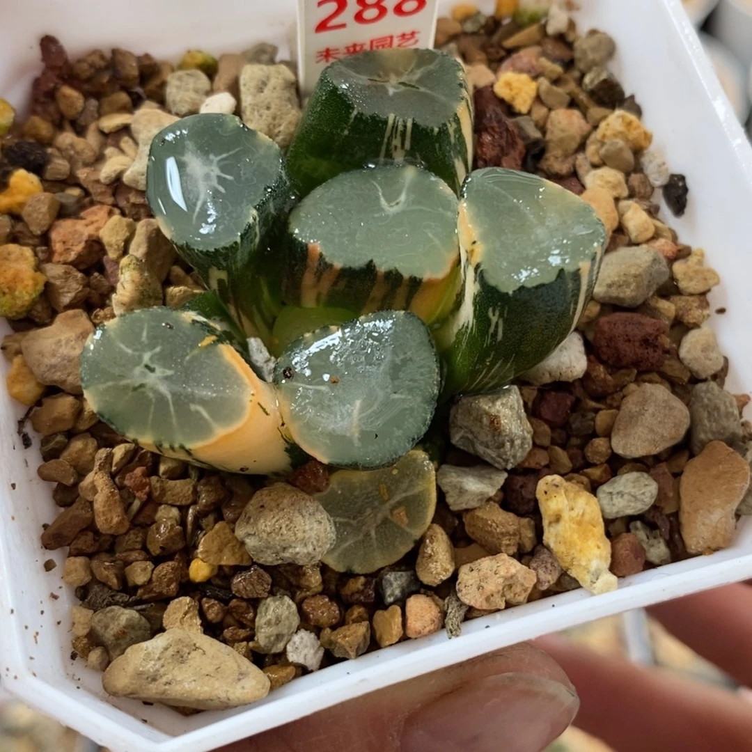 288山之翠万象锦一物一图