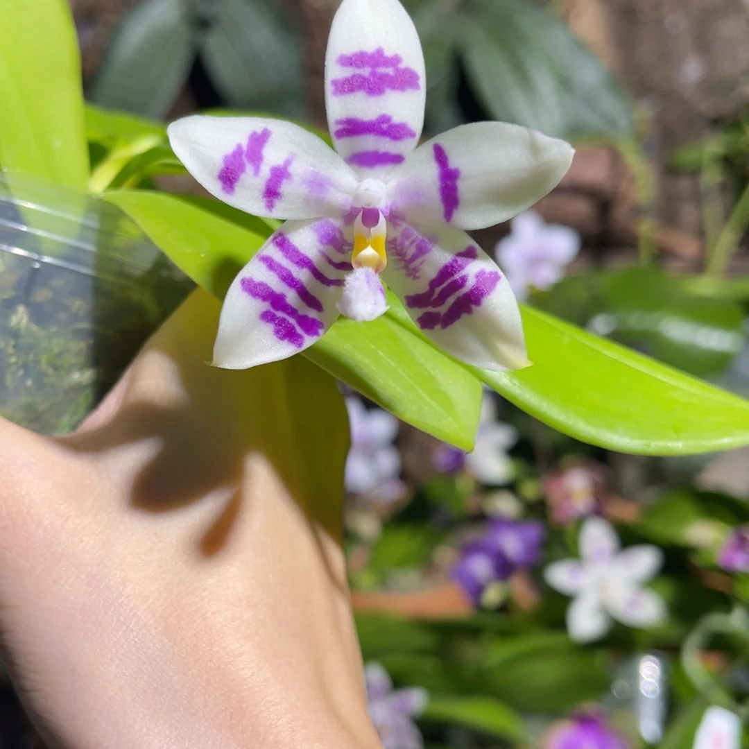 完全开放路德交盾