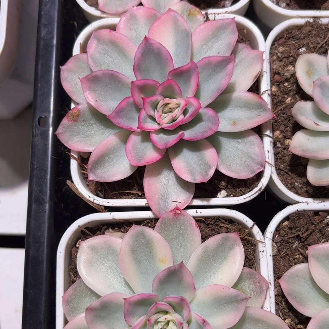 寒酥锦多肉植物盆栽花卉