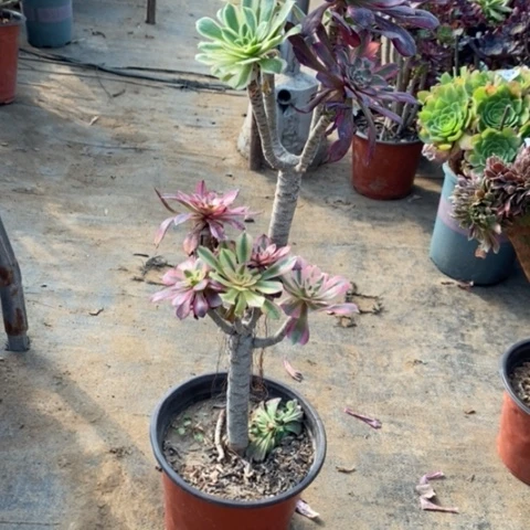 嫁接9多肉植物法师