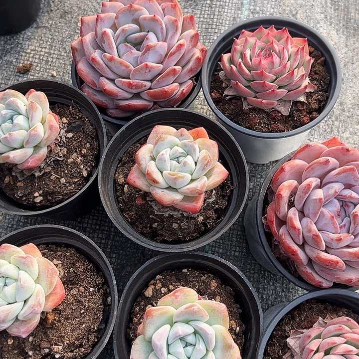 四盆单头冰玉，两盆侧影，两盆大单头橙梦露