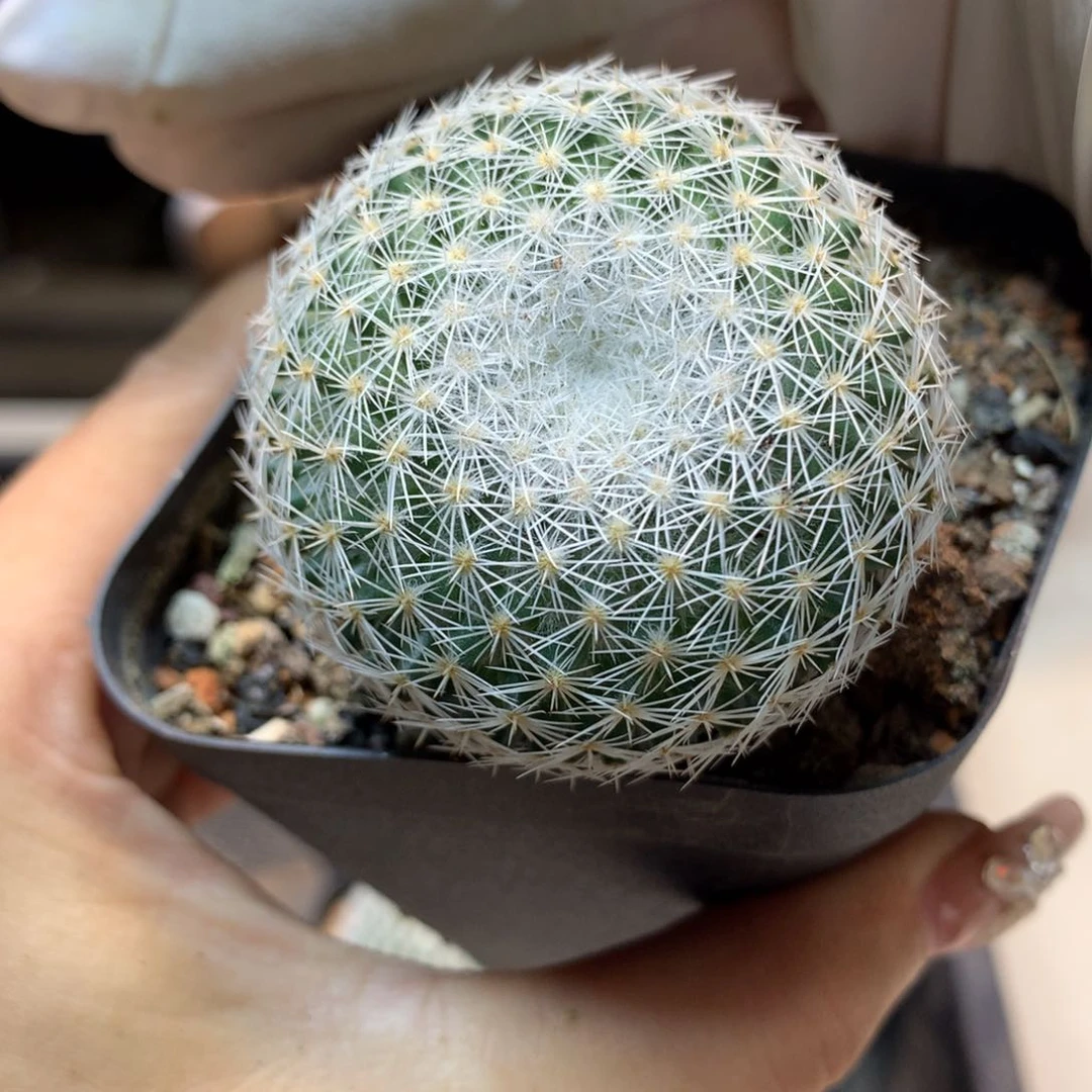 实生  日系 希望丸 4.5公分起发