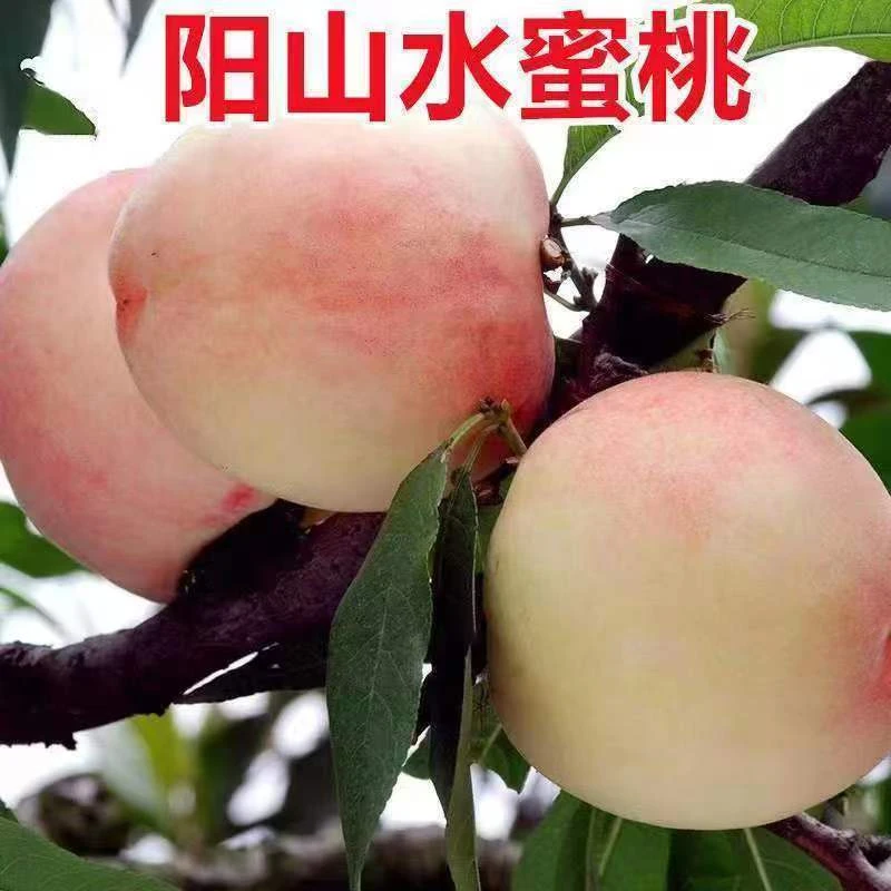 白如玉桃树苗嫁接苗南北方种植黑桃果树苗地栽盆栽当年结果八月脆