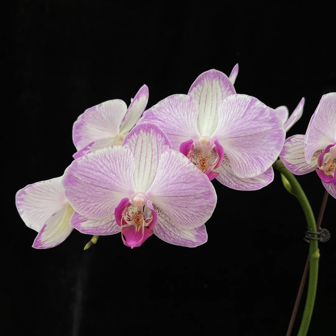 水蜜桃开花株，清新温柔大花型