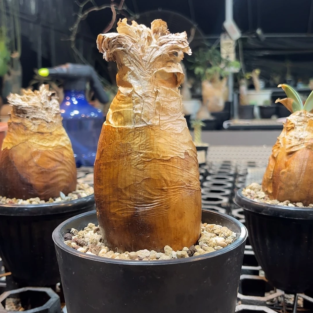 巨凤之卵7.1公分6699999