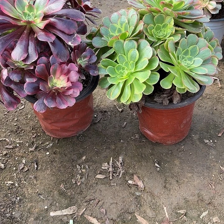 多肉植物法师2颗40