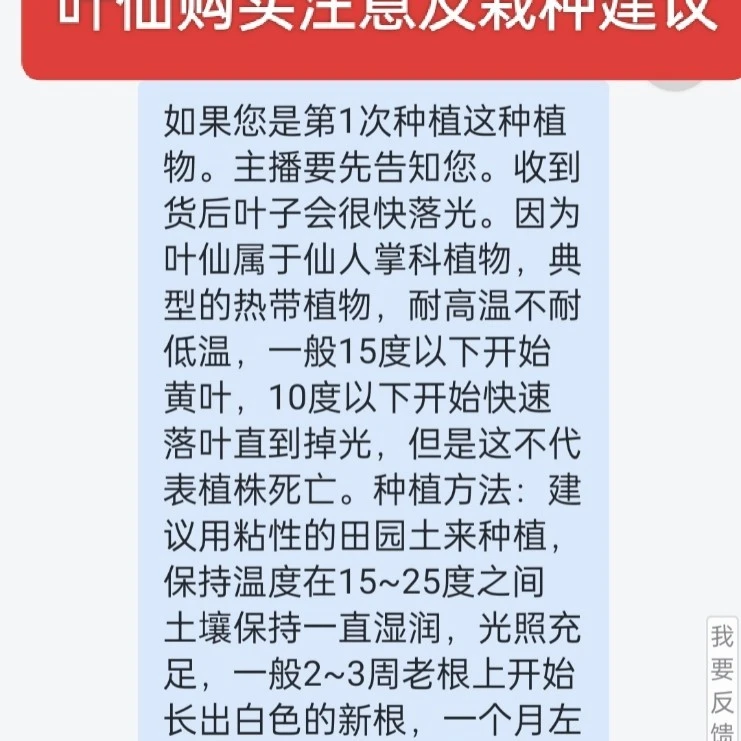 带根叶仙自根苗绿植扦插培育嫁接蟹爪兰砧木叶仙花好养易活