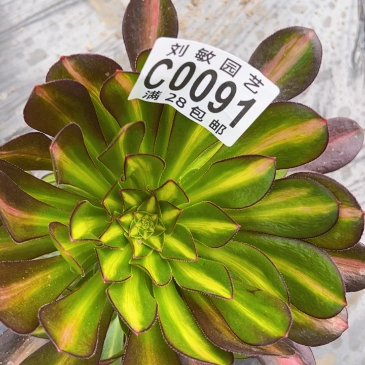 爱马仕中班多肉植物法师0091