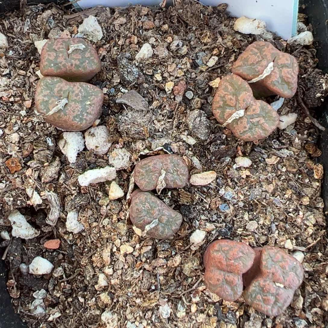 十**i16-58酒红勋章多肉植物