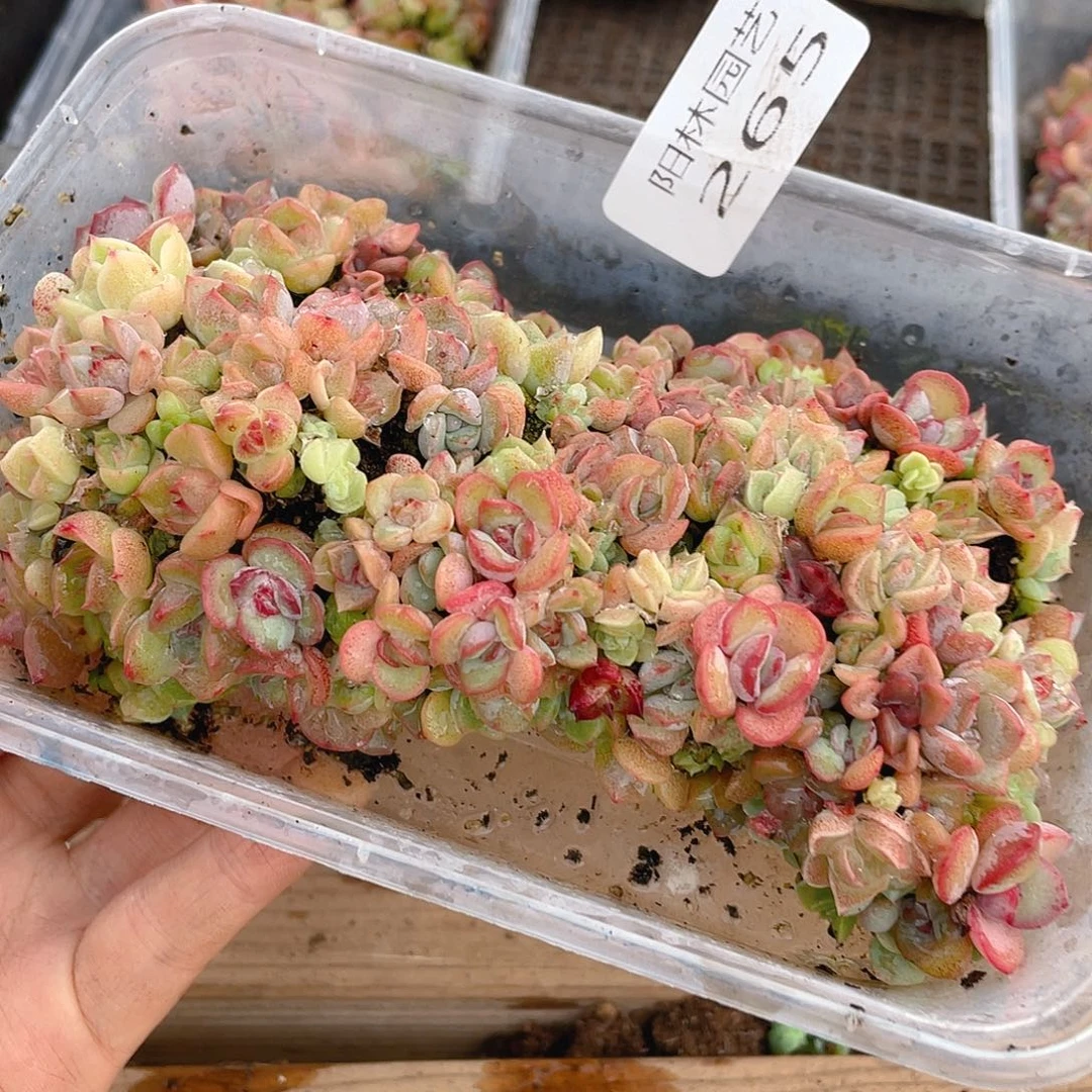 多肉植物多肉植物265