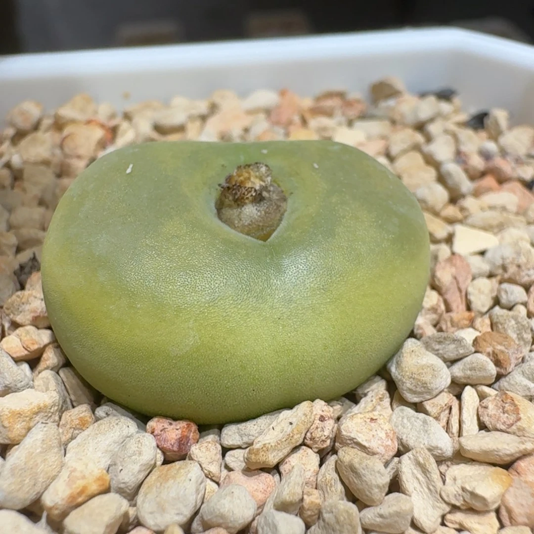 大****z0211-84肉锥蟠桃