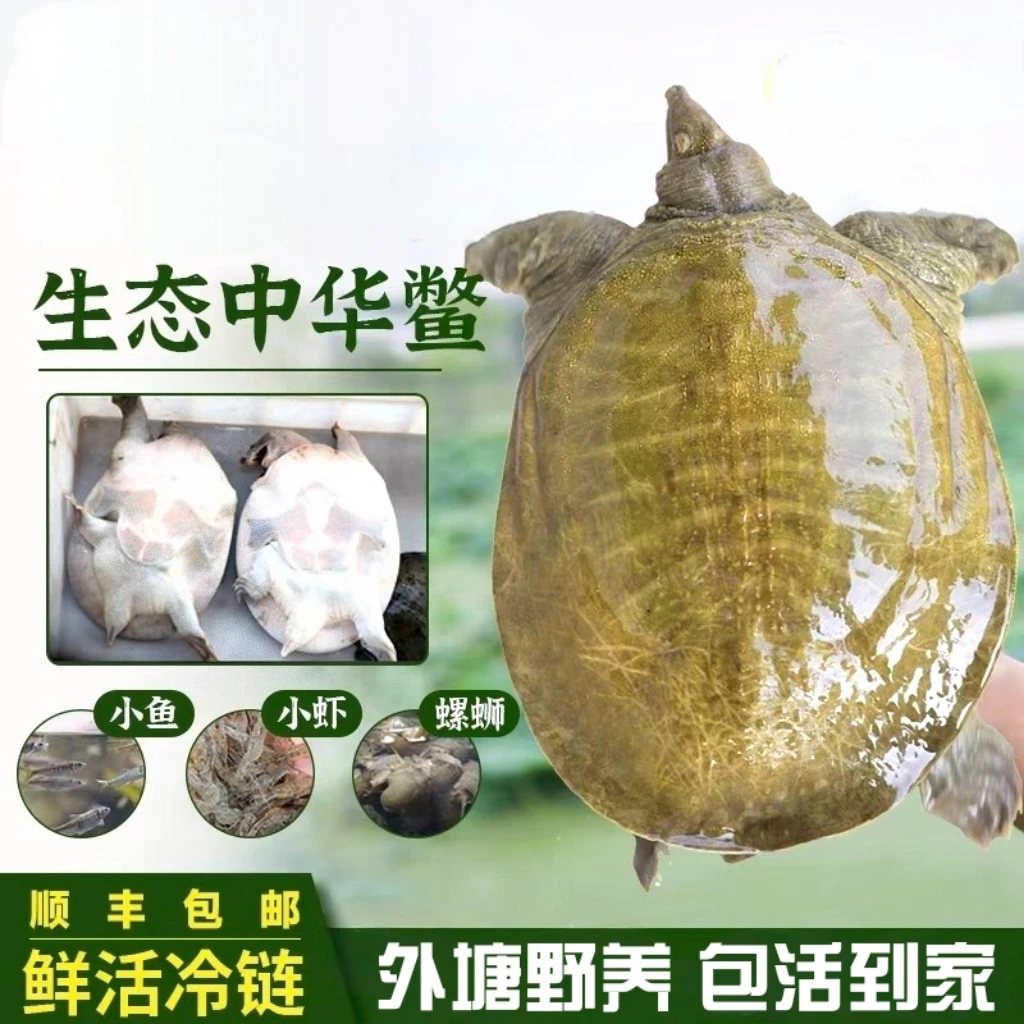 正宗外塘生态黄背黄肚甲鱼3只3-4斤 顺丰鲜活到家