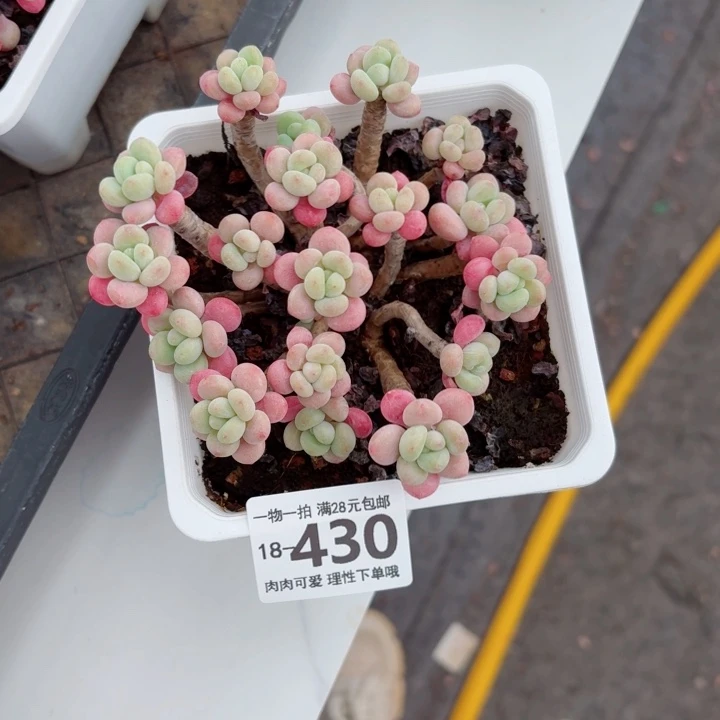 鱼子酱无盆土发货多肉多
