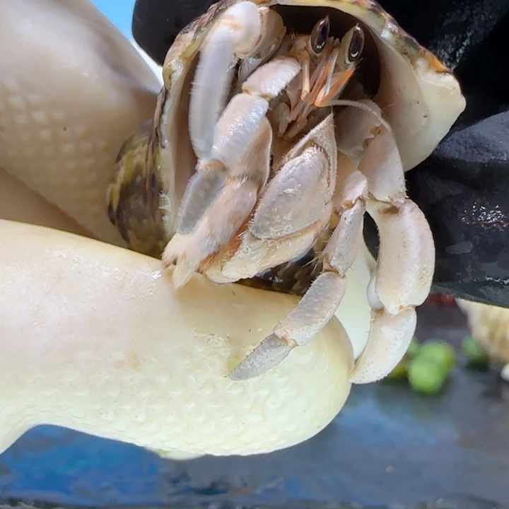 A46蓝灰色 灰白1.5cm口径