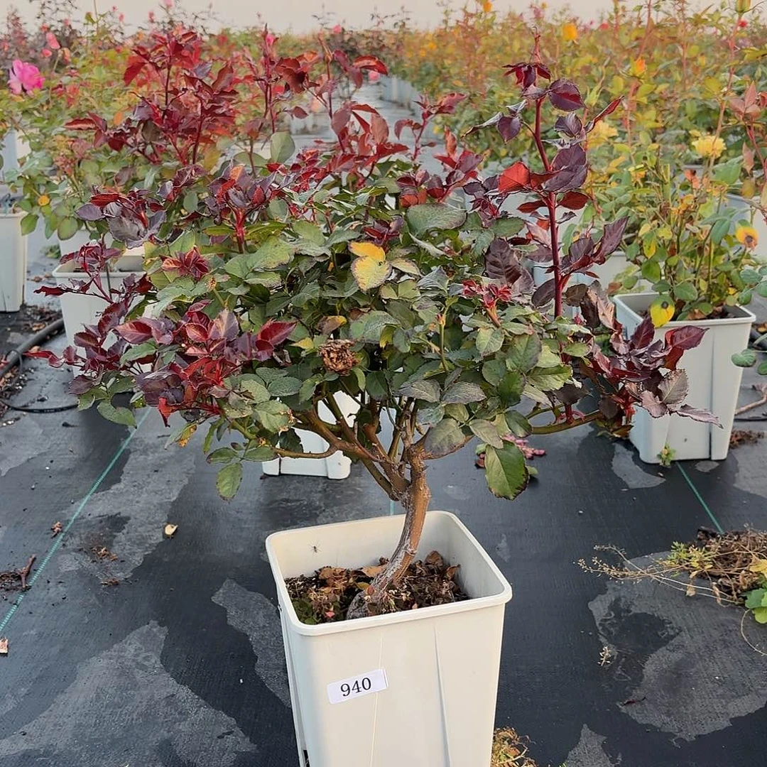 当前无花朵，栽培后可花朵940