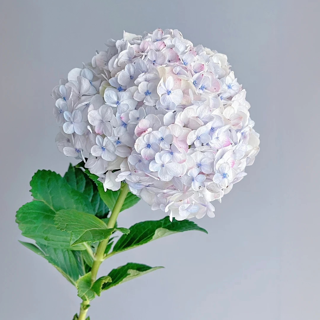 稀有莫奈绣球鲜切花氛围感插花花期长基地直发顺丰冷链包邮