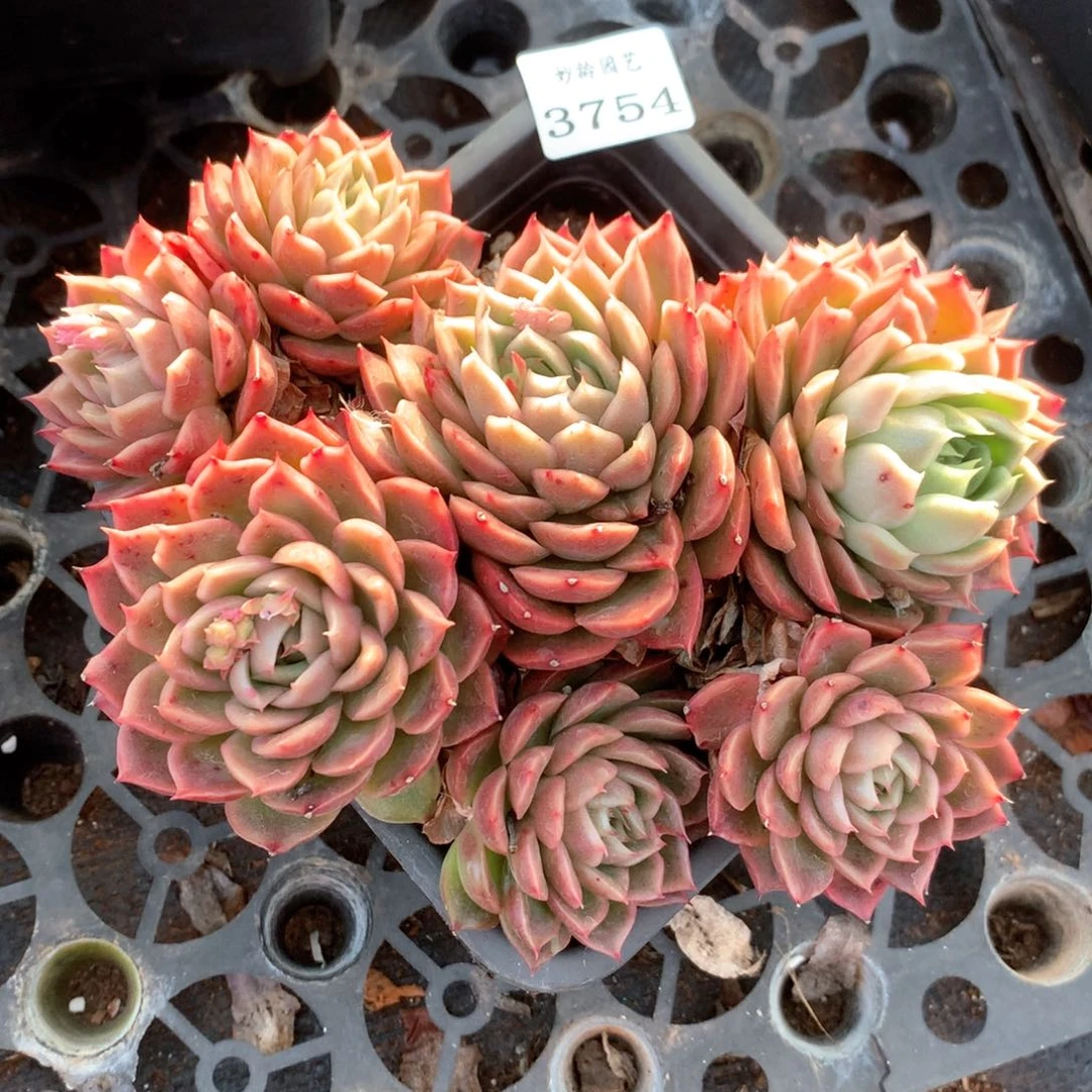 3754杂交多肉植物基地