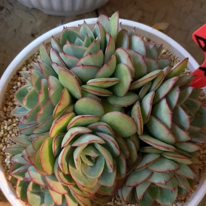 孙*娘我是真的很喜欢