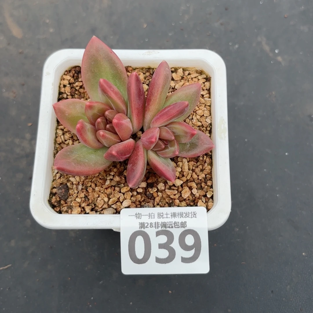 迷雾泡泡无盆土发货