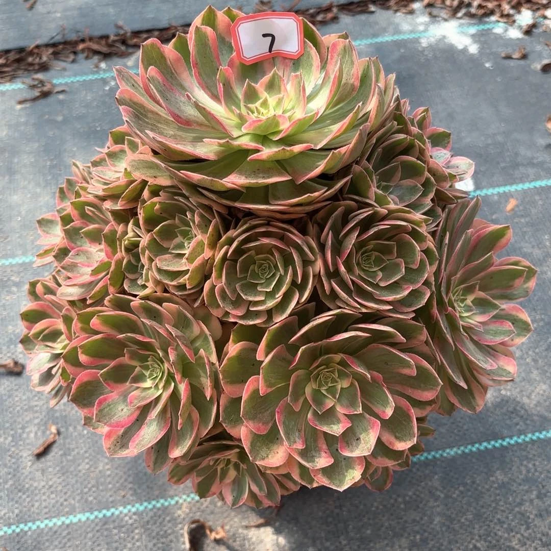 全部花朵7云何多肉植物