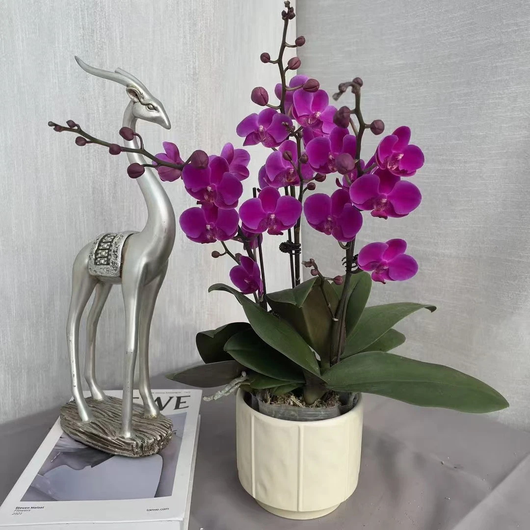 《满天红》精品蝴蝶兰 轻奢高级 室内花卉