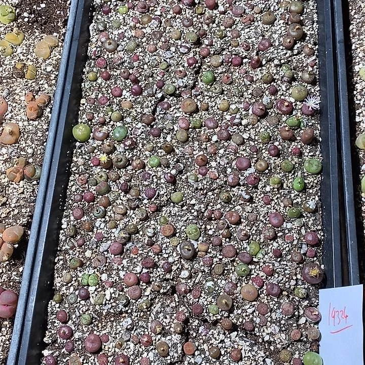 19324。  一筐杂。