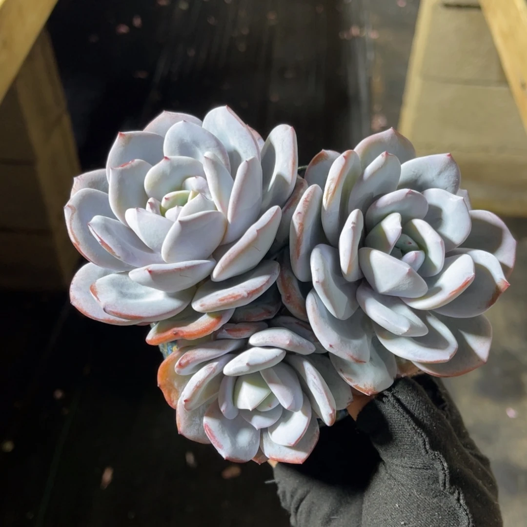 奶茶老桩 一物一拍不支持退换