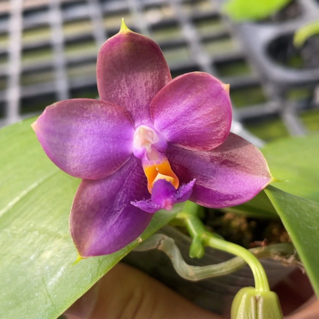 当前无花栽培后可以开花