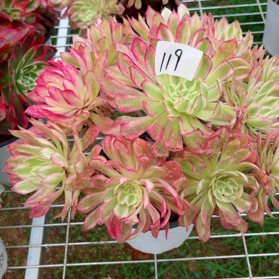 一物一拍多肉法师119