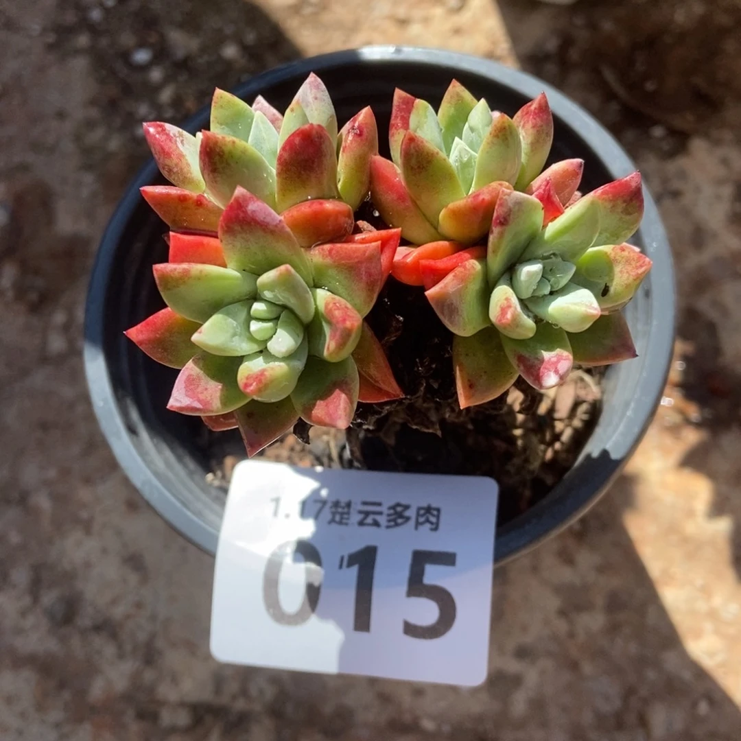 015厚叶玫瑰多肉植物