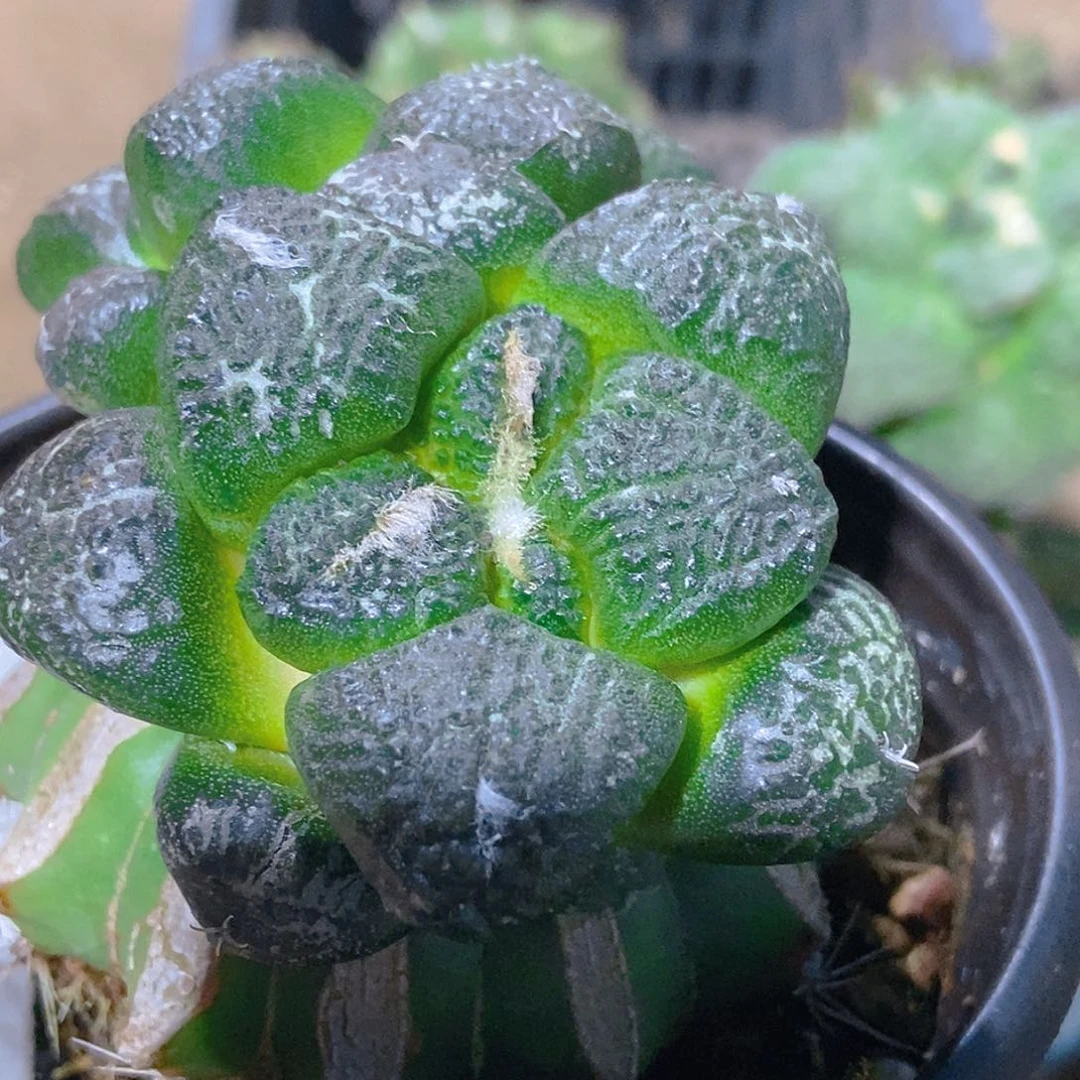 无花朵福利双头大尤连山牡丹018