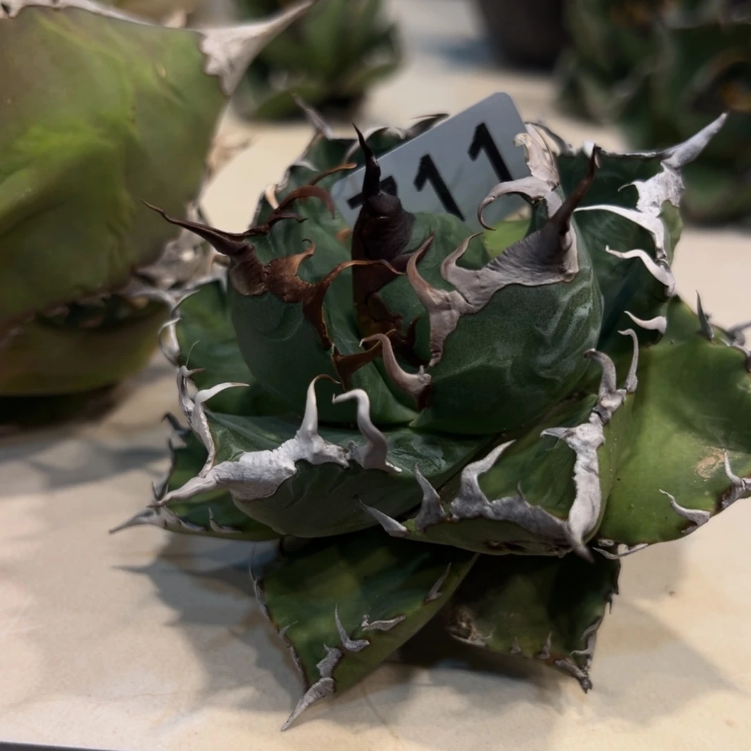 G711魔丸龙舌兰植物脱土发货