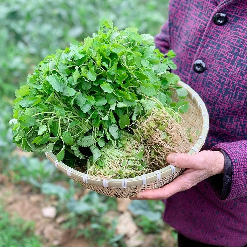 ［新鲜益母草］煲汤煮水非常清甘