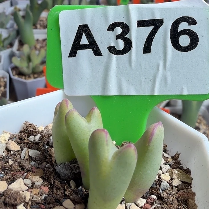 376mmmmmmmnnnnnnnnnn