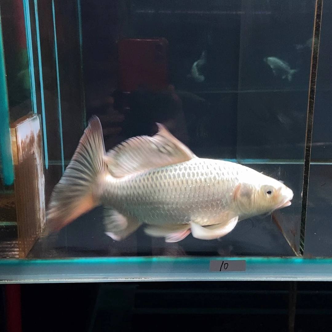****色蝴蝶鲤10号熊猫蝴蝶鲤