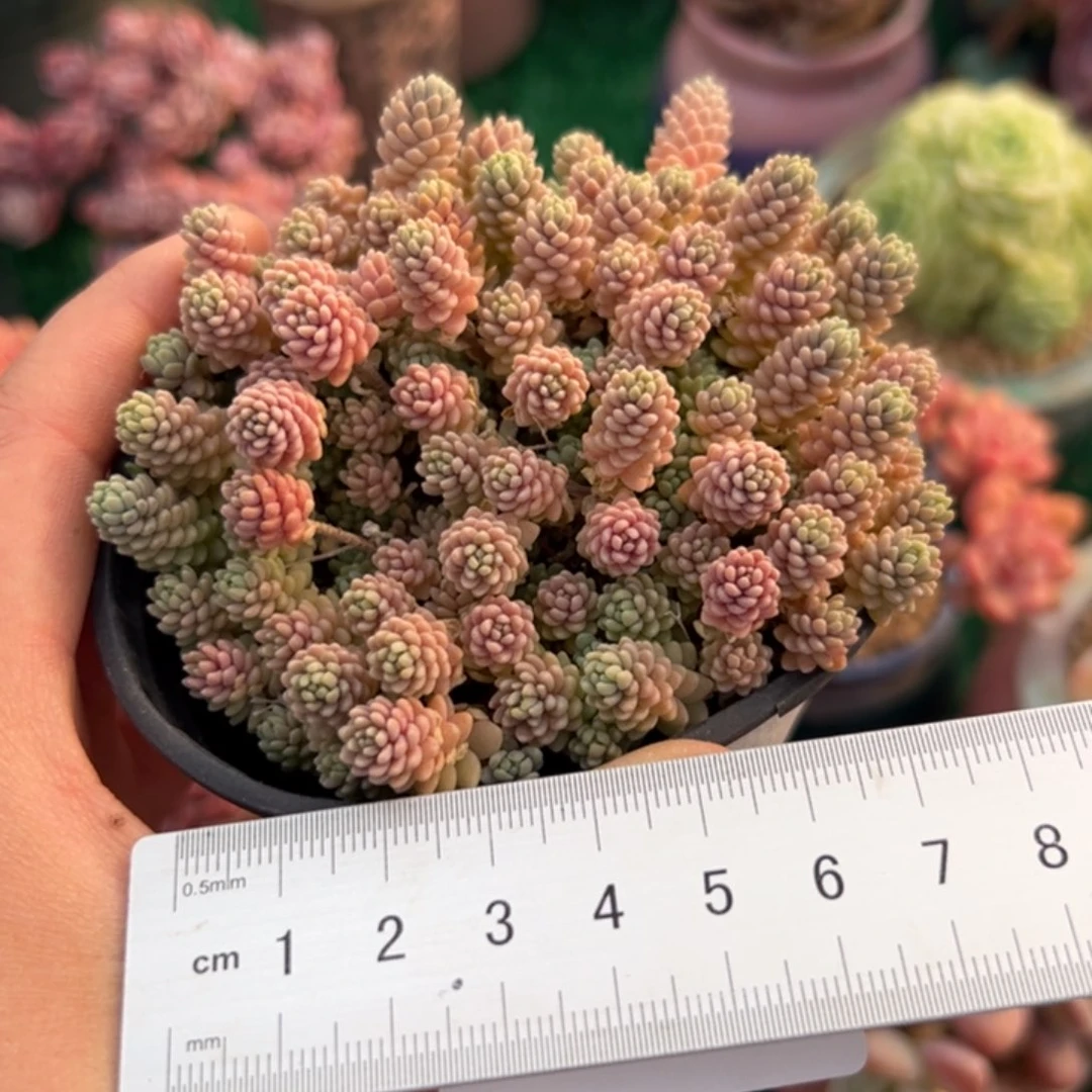 l****旬280 多肉植物组合