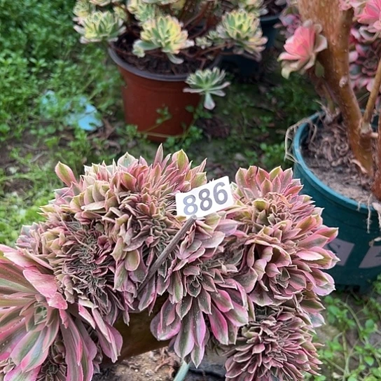 健***乐多肉植物一个女巫886