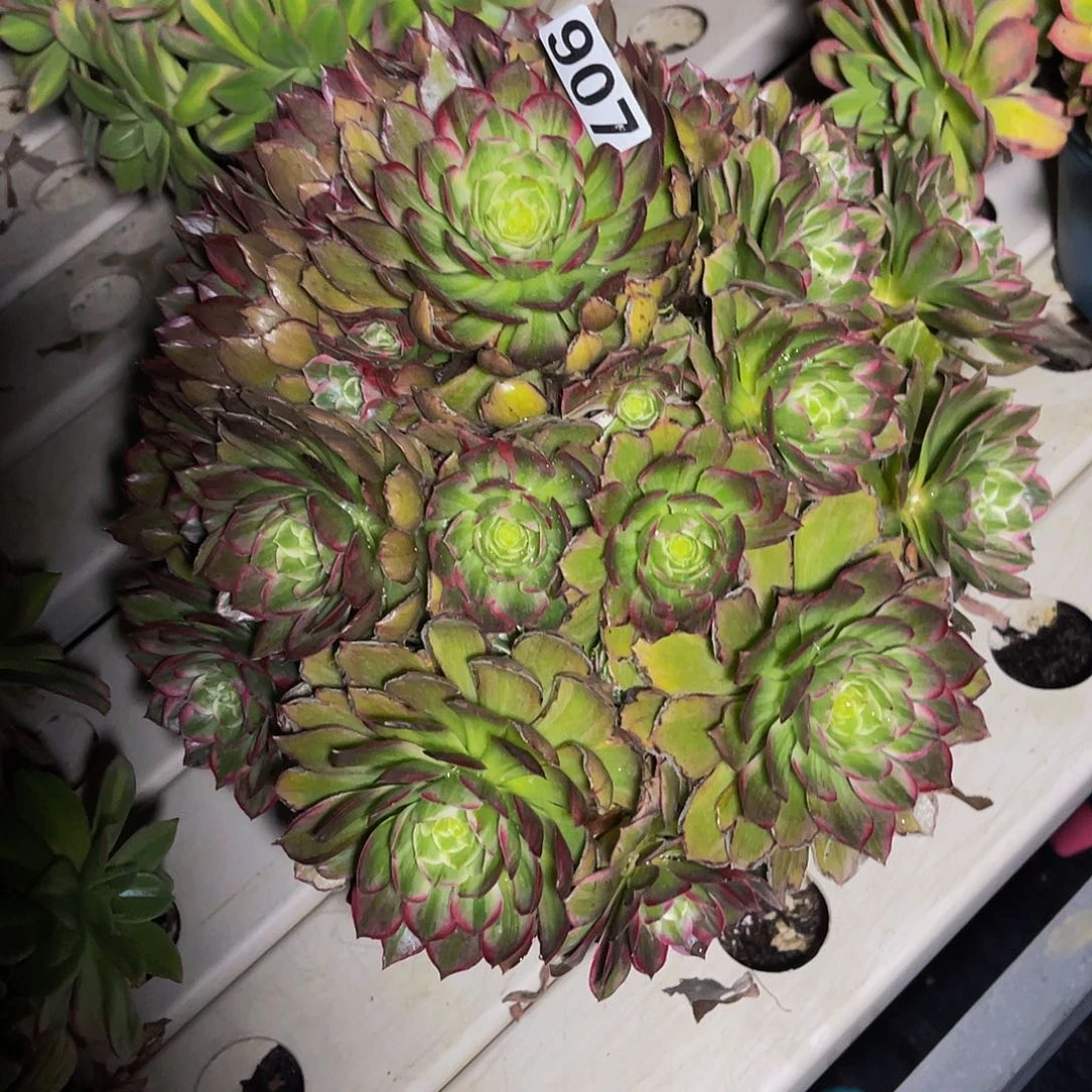 法师法师7-47包邮法师