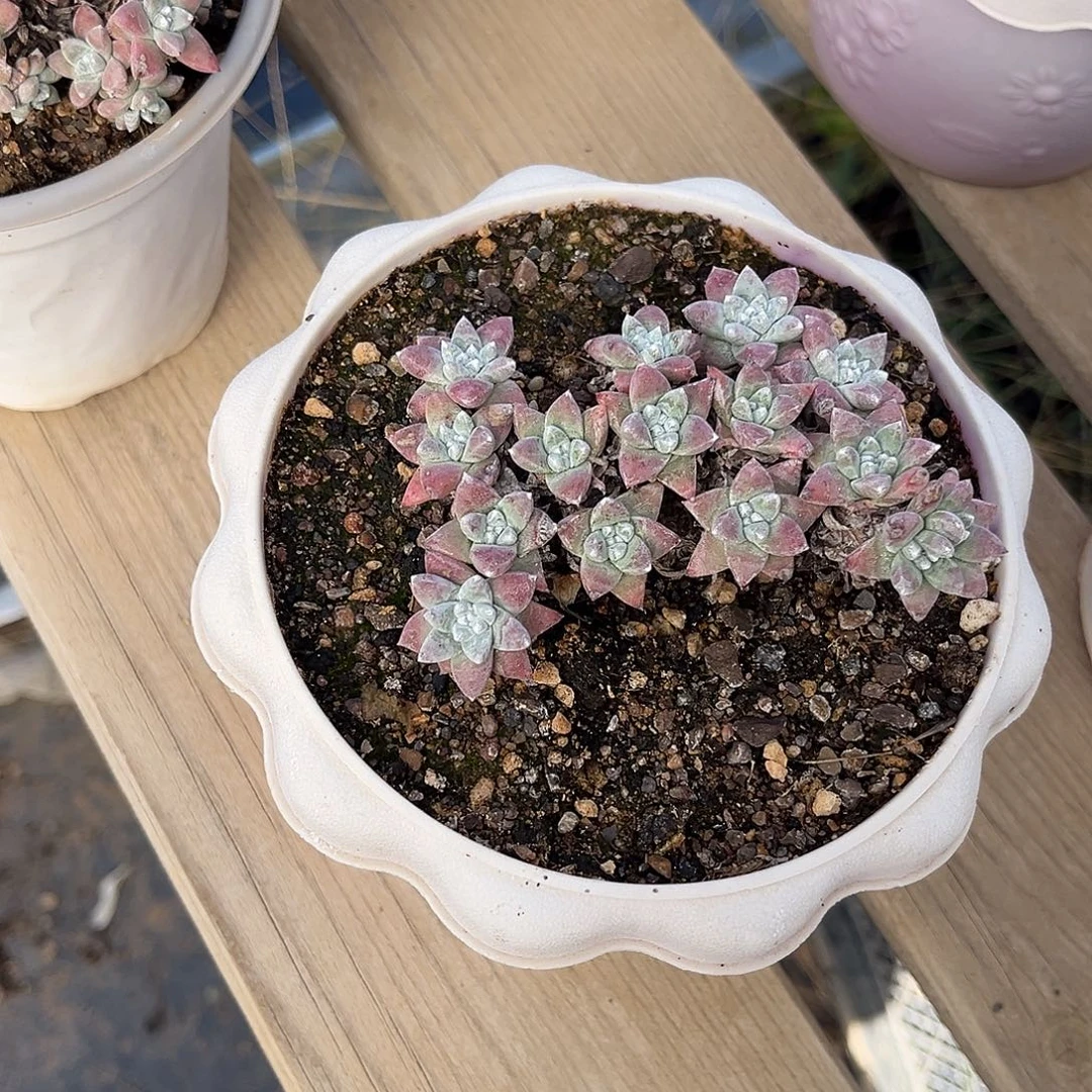 小鹿多肉一物一拍