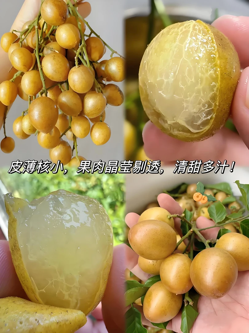 [只发新疆]鸡心黄皮果（薄皮儿）广州当季酸甜多汁