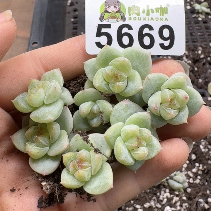 多肉植物多肉植物