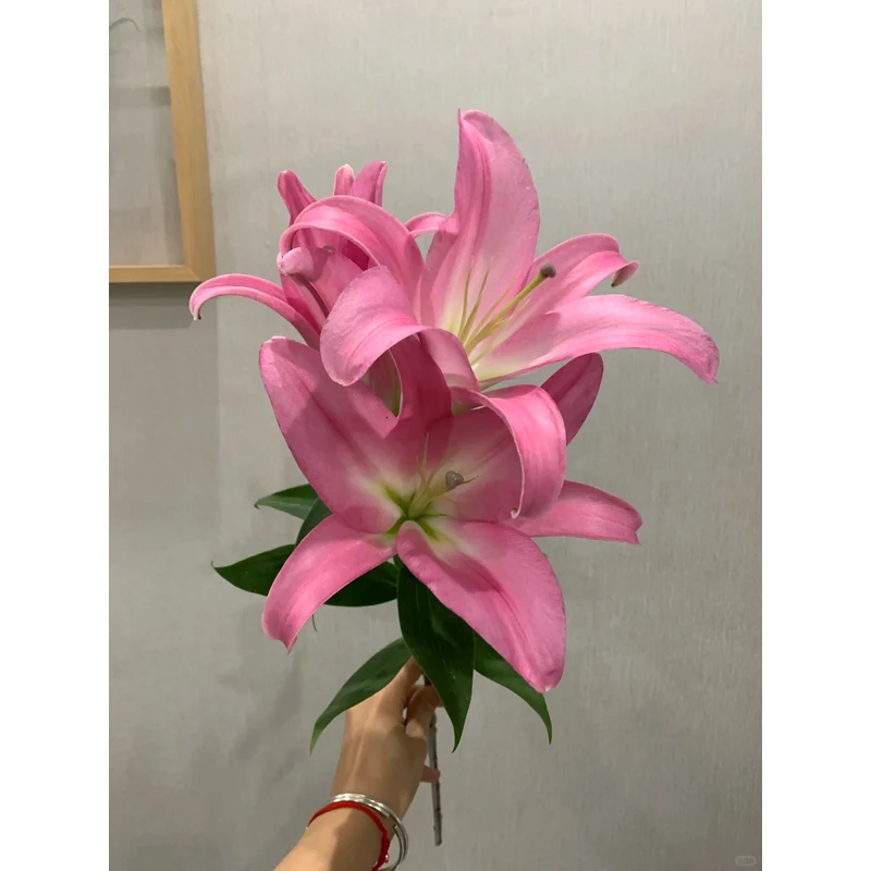 【花言罐舍】星光香水百合 一单包邮 云南鲜花昆明基地现采现发