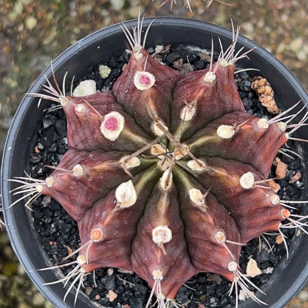 实生米哈，带盆土发货