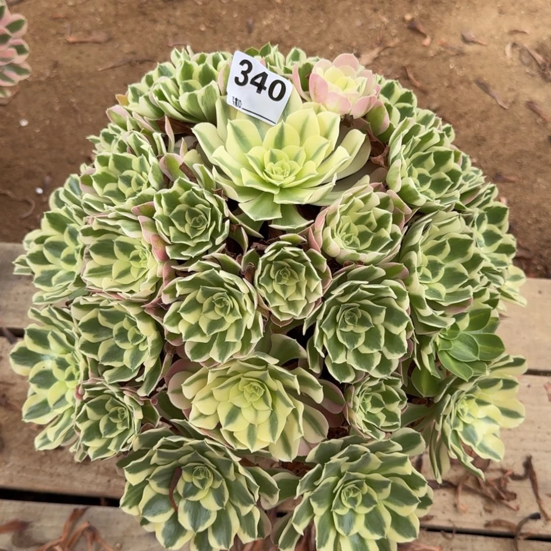 余**你340白凤多肉植物