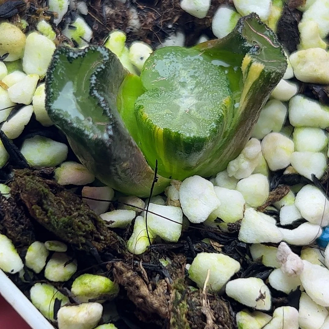 南阿星巨大化锦十二卷多肉植物