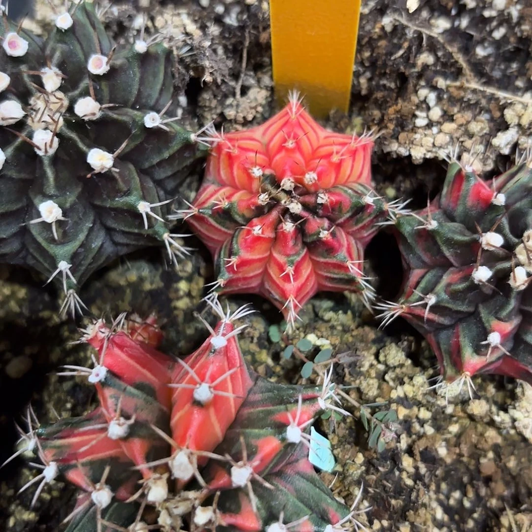 290-1104泰国发货多肉