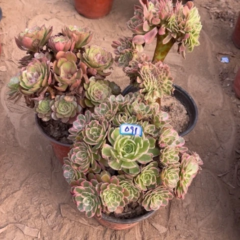 091多肉植物组合，