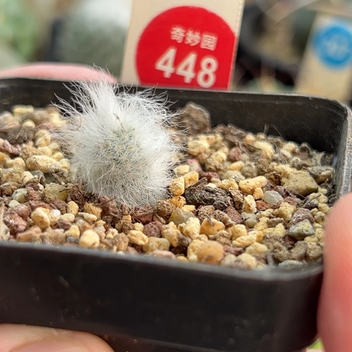 实生长毛虾一棵仙人球